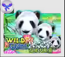 Wild Giant Panda